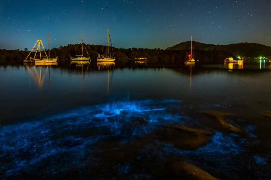 Auckland: Bioluminescence Kayak Tour - Tour Overview and Pricing