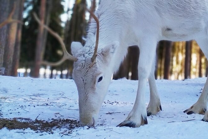 Authentic Reindeer Farm Experience in Rovaniemi - Reindeer Feeding and Grooming