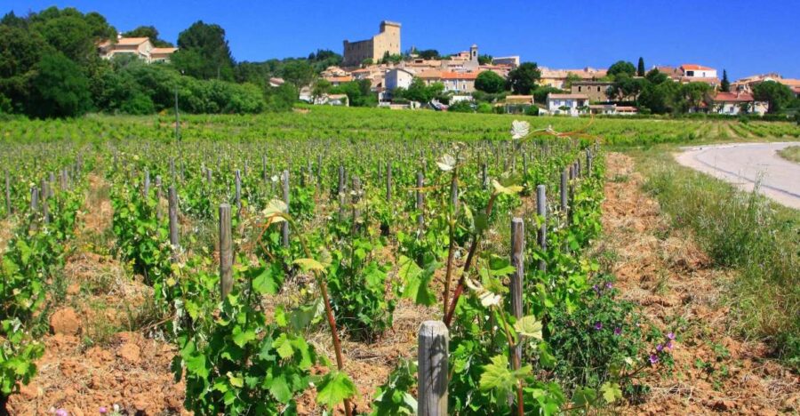 Avignon: Full-Day Wine Tour Around Châteauneuf-Du-Pape