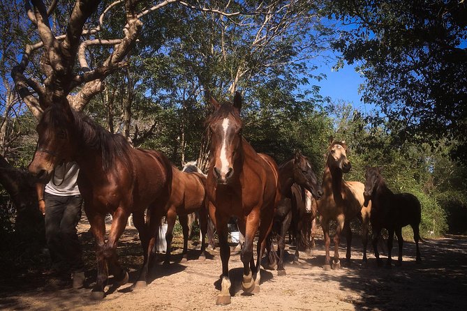 Award-Winning Classic Horseback Ride (Max. 6 Riders) - Overview and Experience