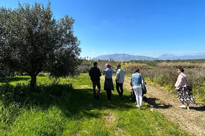 Balestrate:Olive Grove Tour& Tasting of Wine, Olive Oil, Balsamic