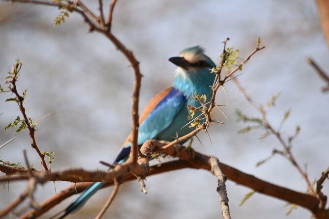 Bandia Park Safari (Minimum 2 Participants) - Tour Overview