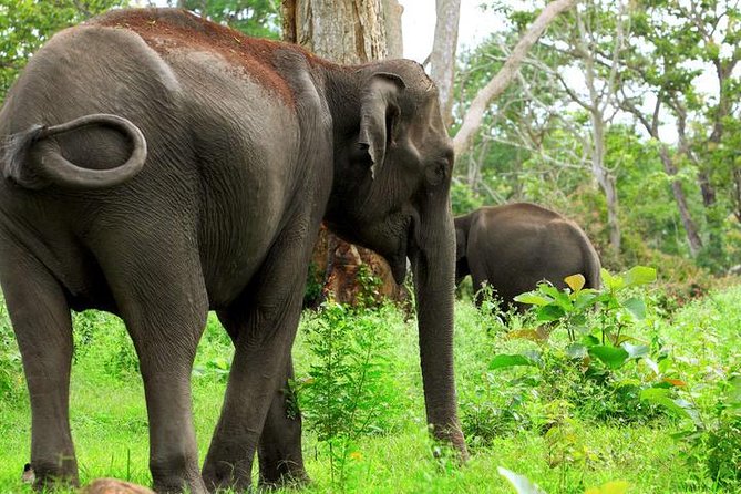 Bandipur Sanctuary Tigers & Elephants - Overview of Bandipur National Park