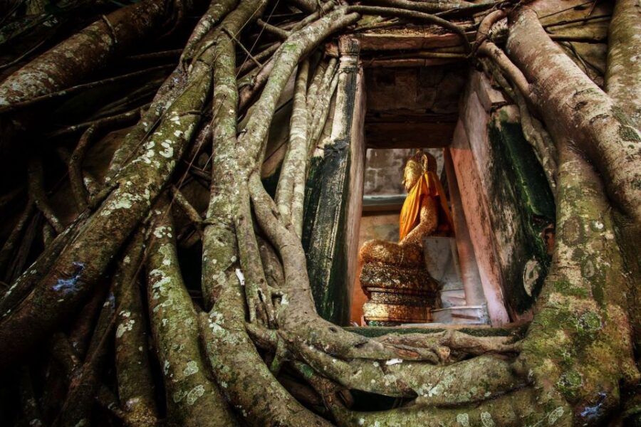 Bangkok: Dragon Temple, Roots Temple and Amphawa - Tour Overview