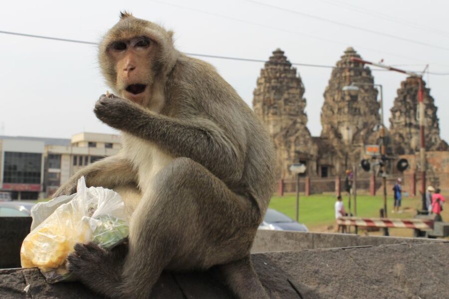 Bangkok: Private Car Hire to Lopburi the Monkey City - Overview of the Tour