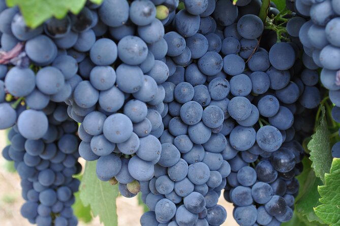 Barossa and Hahndorf Wine Tasting and Sightseeing Tour
