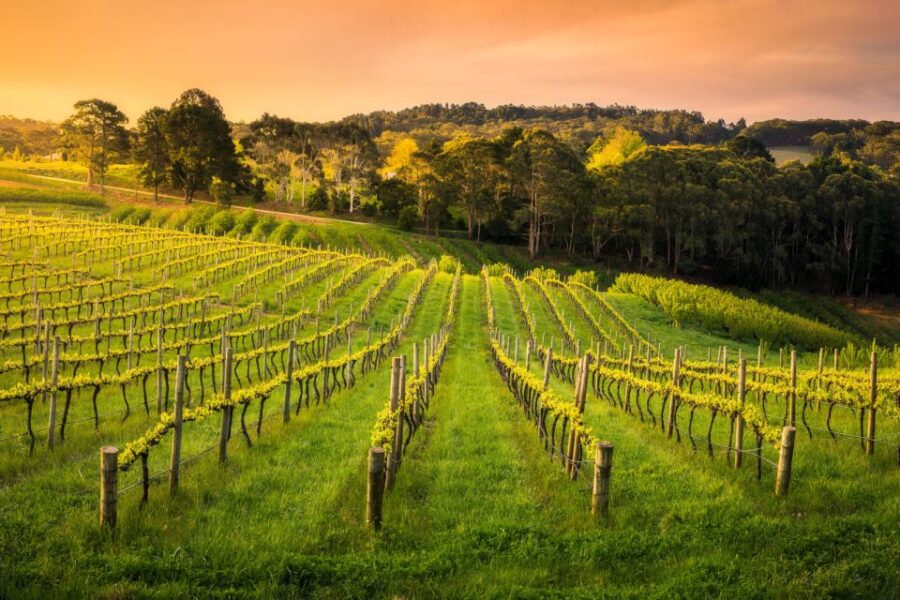 Barossa: Wine Tour With Lunch and Wine Tasting