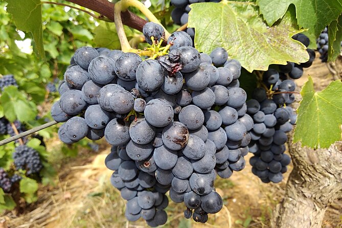 Beaujolais Half Day Wine Tasting Tour - Tour Overview