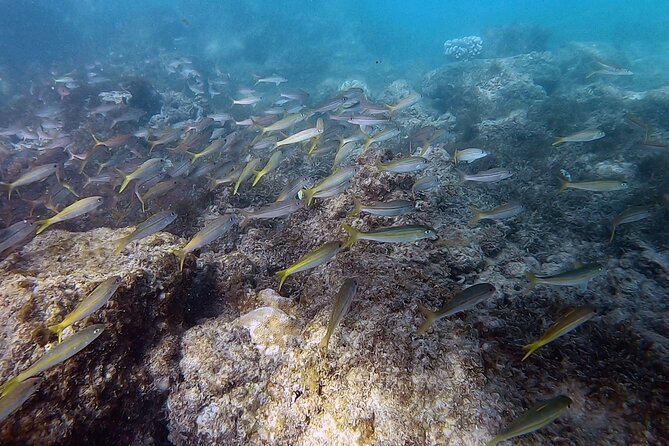 Beginner Scuba Diving Tour With Videos-Pcb