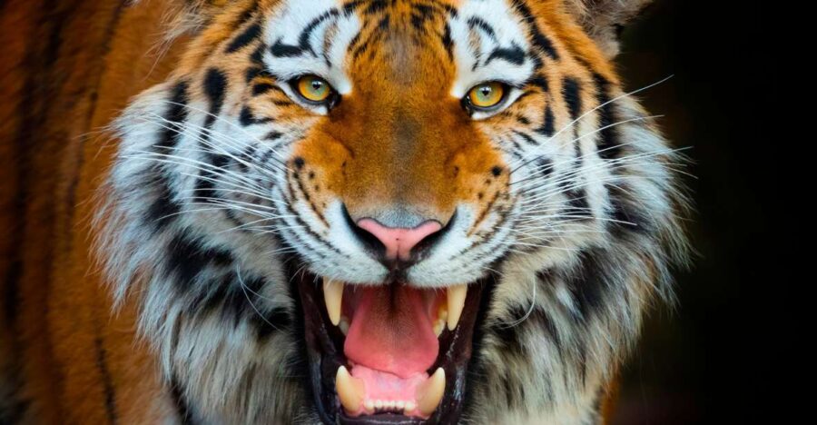 benidorm-terra-natura-theme-park-1-day-tickets-ticket-information