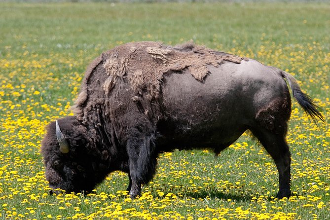Best of Yellowstone Private National Park Safari Tour - Tour Overview