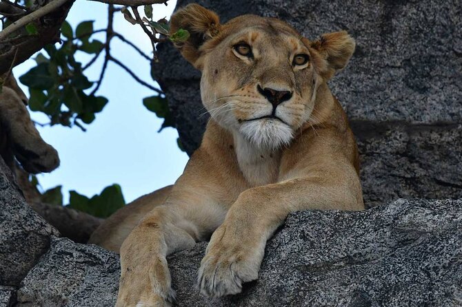 Big Five Luxury Safari in Tanzania **Sustainable Travel Approach - Included Amenities