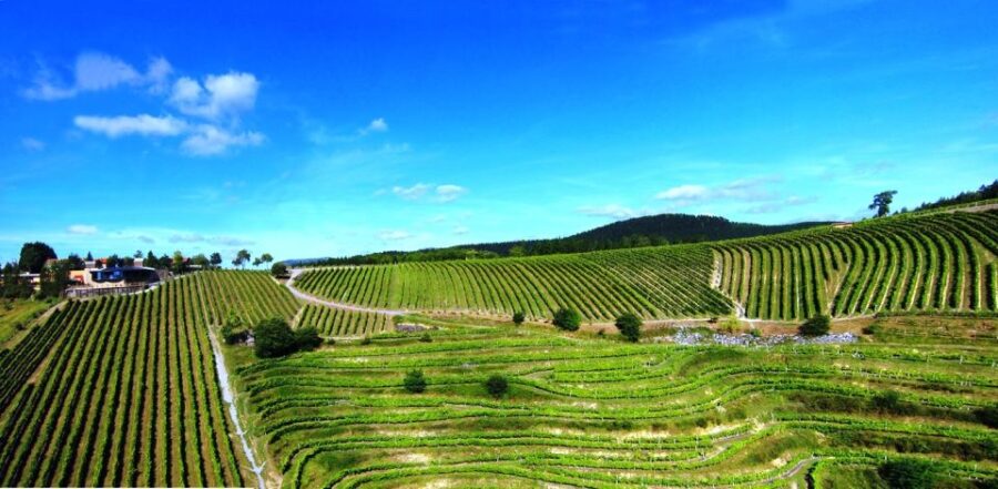 Bilbao Txakoli Wine Tour