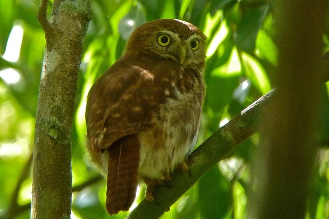 Bird Watching in Sian Ka´an and Muyil Archaeological Site