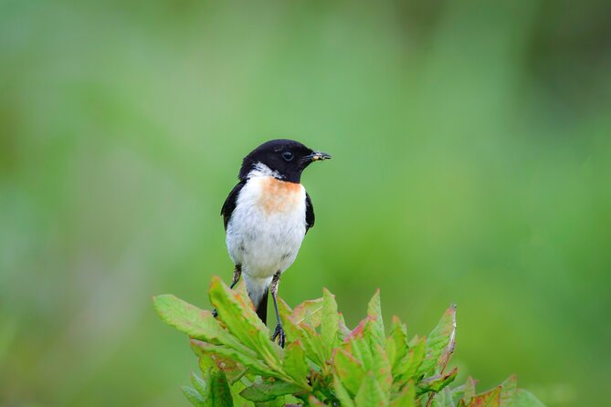 bird-watching-in-the-nature-around-nikko-toshogu-shrine-meeting-point-and-pickup