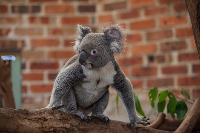 Blue Mountains Deluxe Small-Group Eco Wildlife Tour From Sydney - Tour Overview