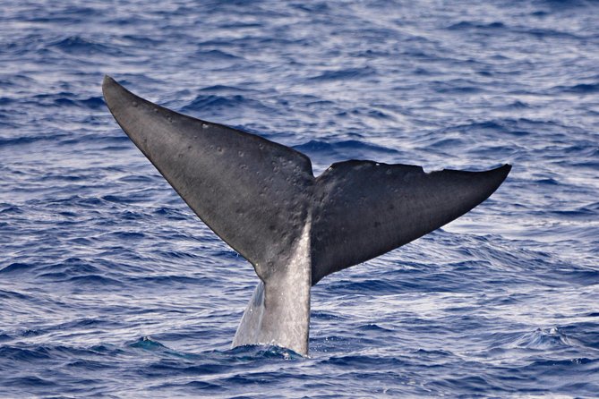blue-whale-perth-canyon-expedition-tour-overview
