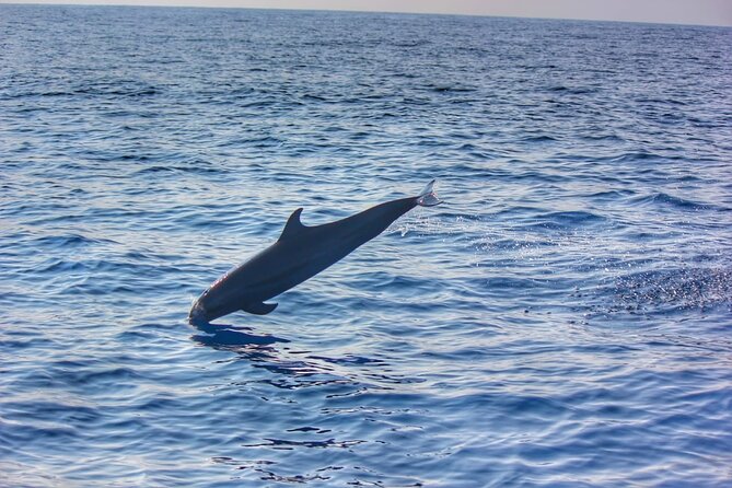 Boat Trip to See Marine Life in Puerto Escondido - Overview and Experience
