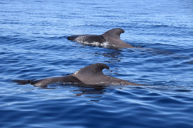 Bonadea II Ecological Whale Watching, 2 Hours - Overview of the Tour