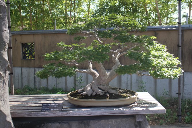 Bonsai Museum & Bonsai Experience - Bonsai Class Details