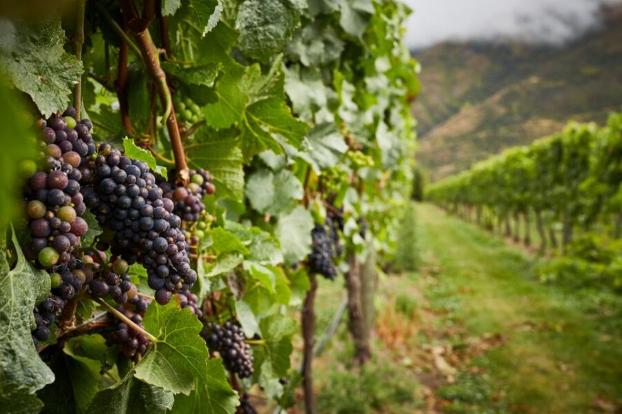 Boutique Winery Half-Day Tour & Vineyard Platter-Style Lunch - Tour Overview