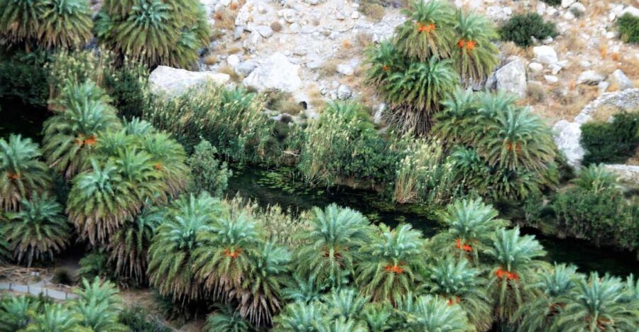 breath-of-africa-in-crete-photo-safari-from-rethymno-area-scenic-drive-through-lefka-ori