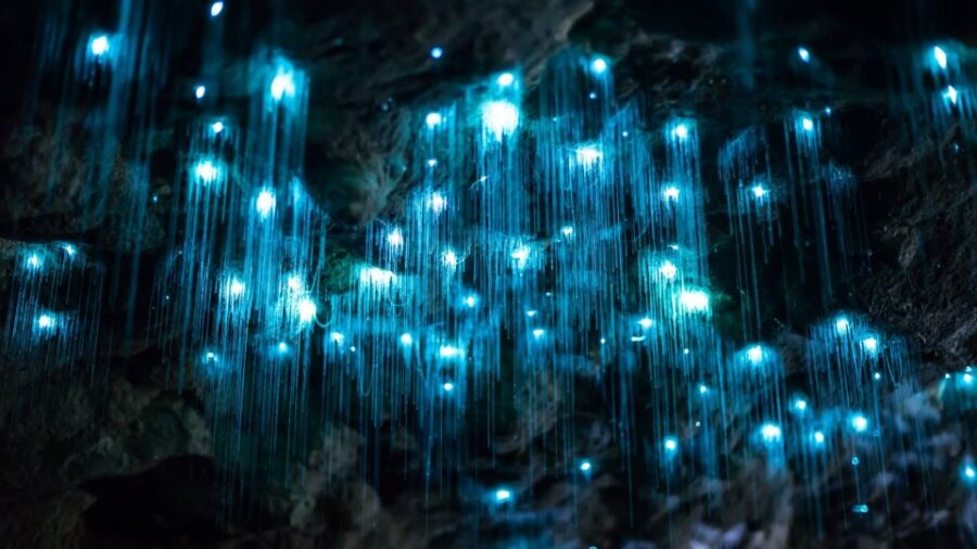 Brisbane: Daytime Glow Worm Caves Hop-on Hop-off Bus Tour - Tour Overview
