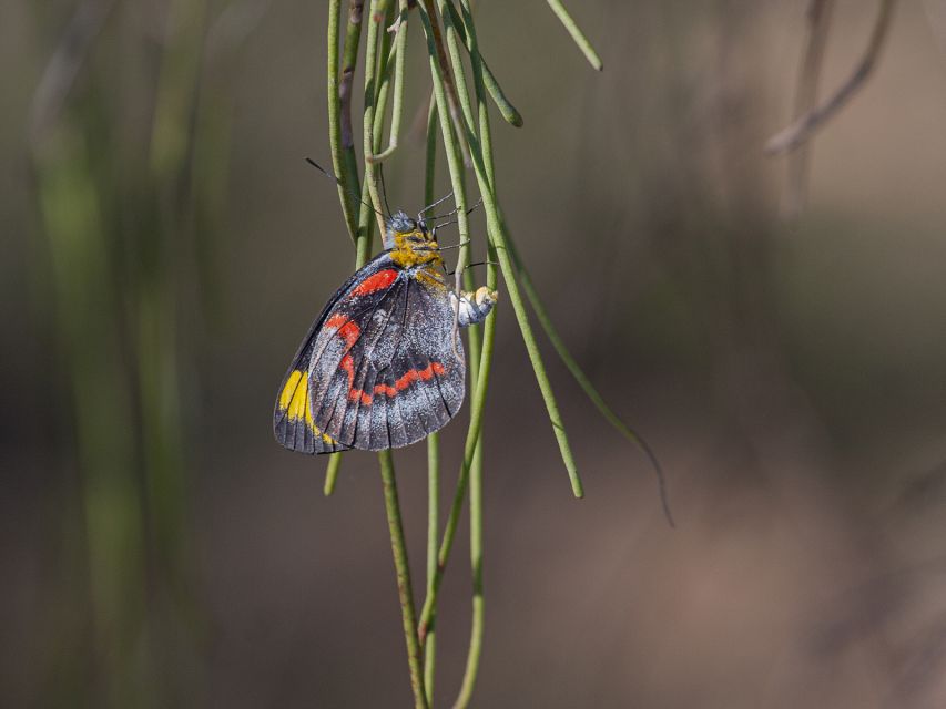 brisbane-kangaroos-birds-and-mangroves-coastal-tour-coastal-adventure-from-brisbane