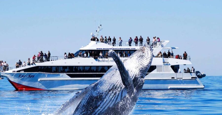 Brisbane: Whale Watching Cruise With Lunch - Overview of the Whale Watching Cruise
