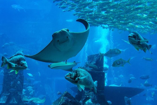 burj-khalifa-dubai-aquarium-and-underwater-zoo-combo-tickets-attraction-overview