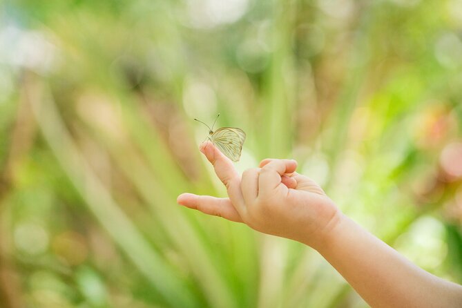 Butterfly Sanctuary Guided Tour in Puerto Vallarta - Exploring the Sanctuary
