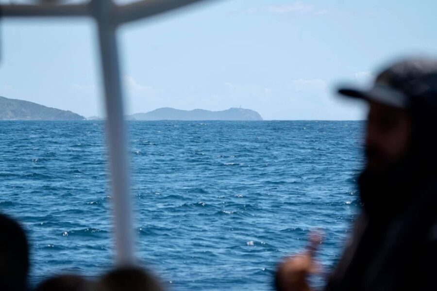 2 Best Dolphin Watching Tours In Byron Bay