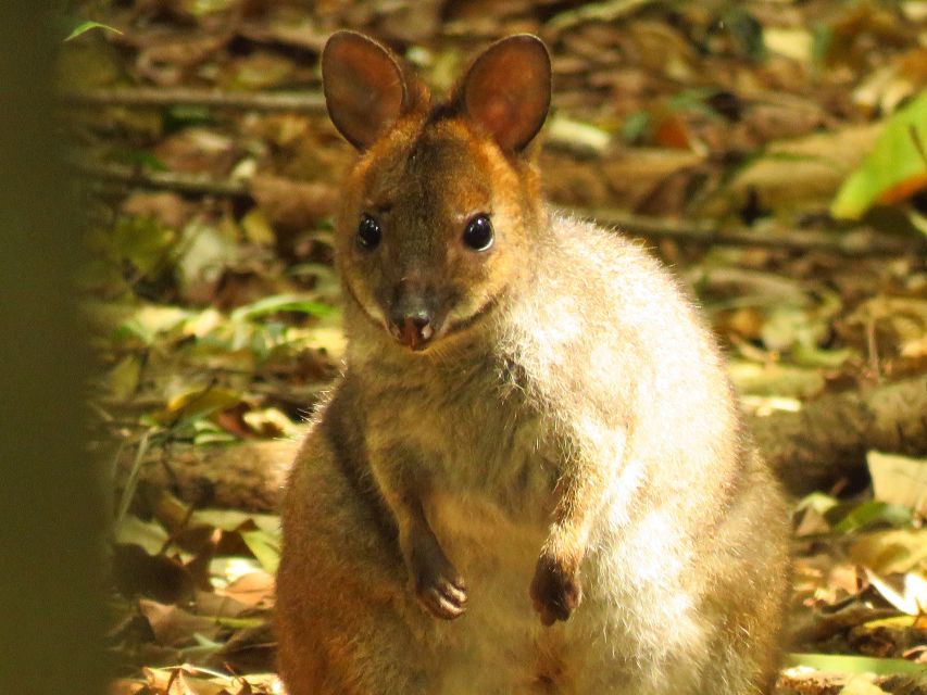 Byron Bay: Nighttime Nature Walk With Night Vision Goggles