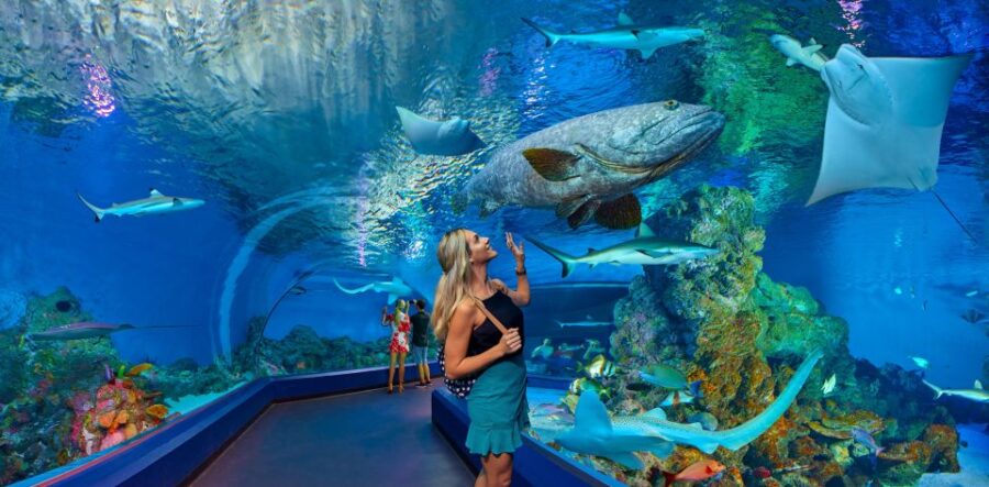 cairns-aquarium-turtle-hospital-and-city-sightseeing-tour-package-details