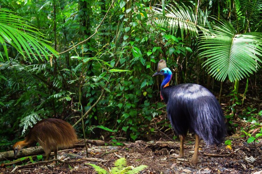 Cairns: Daintree and Mossman Gorge Tour With Cruise Option