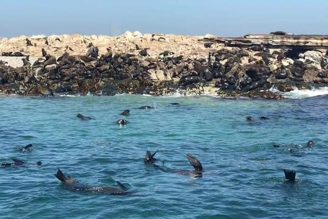 Cape of Goodhope Tour a Full Day Exploring the Cape Peninsula