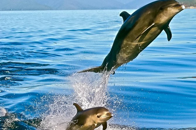 Captain Cook and Dolphin Cruise