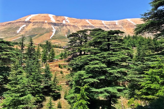 Cedars, Bsharre & Kozhaya Day Tour