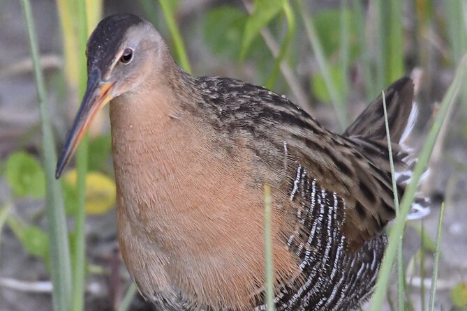 Central Florida Half-Day Private Birding Activity - 2 Person Max - Tour Inclusions