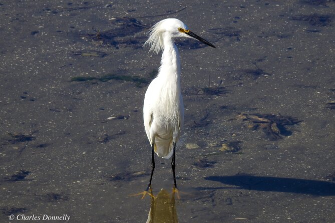 Charleston Bird Watching Tour