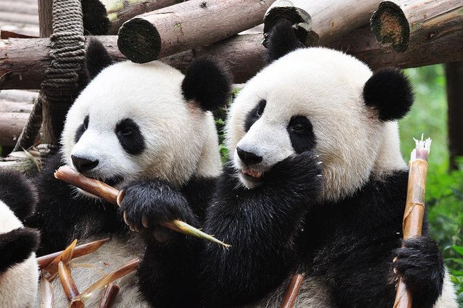 chengdu-private-sightseeing-tour-with-panda-breeding-center-visit-tour-overview