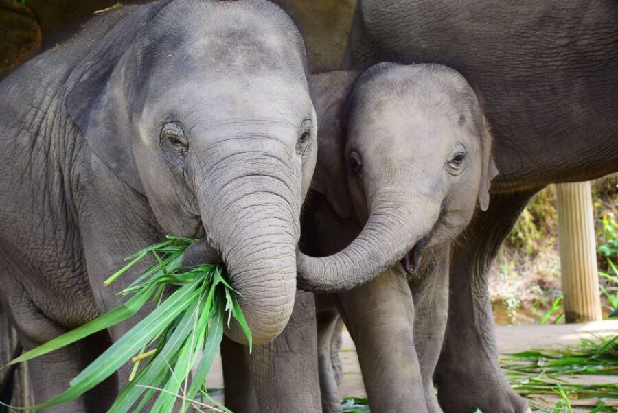 Chiang Mai: Exclusive Elephant Nursery Full-Day Program - Program Overview