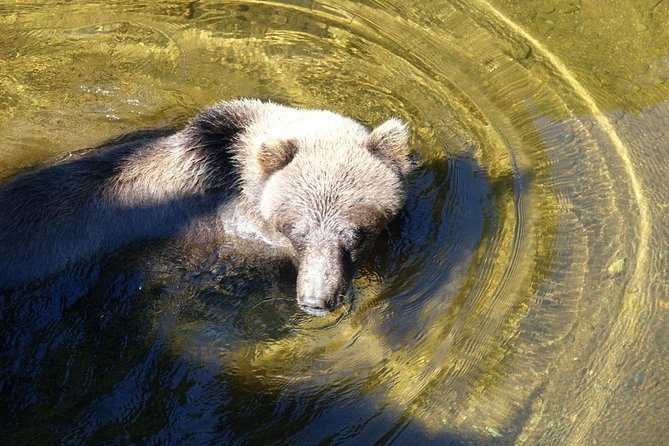 chichagof-island-tour-brown-bear-search-tour-overview