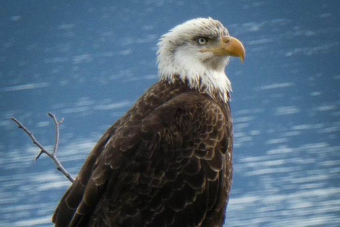 chilkoot-wilderness-and-wildlife-viewing-2-5-hrs-in-haines-possible-wildlife-sightings