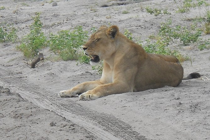 Chobe Full Day Safari Trip