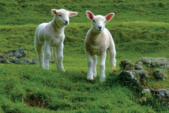 Christchurch Sheep Farm Visit - Tour Overview