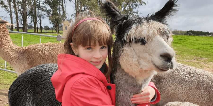 classic-alpaca-tour-in-new-zealand-tour-overview-and-pricing