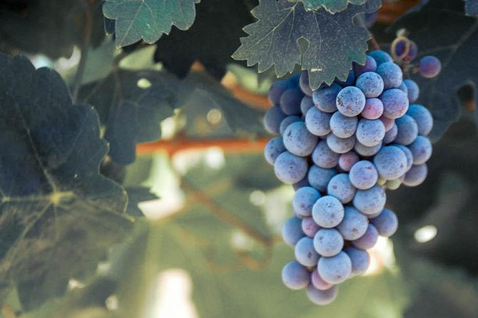 Classic Wine Adventure of Temecula Valley With Morning Departure