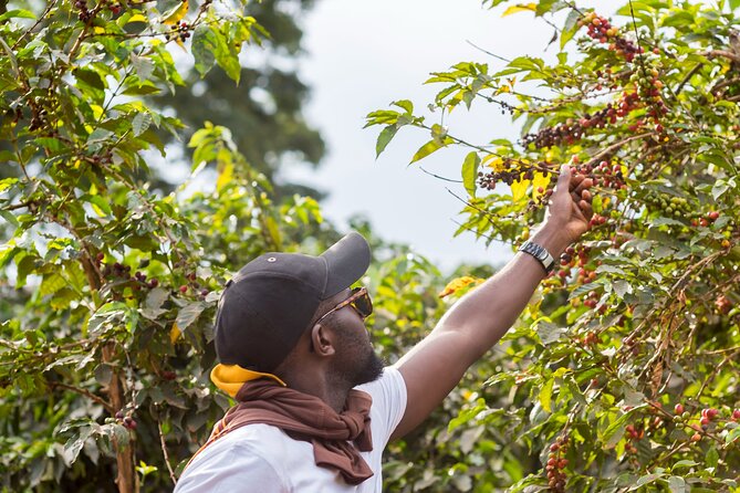 Coffee Farm Village & Factory Half Day Tour With Pick-Up
