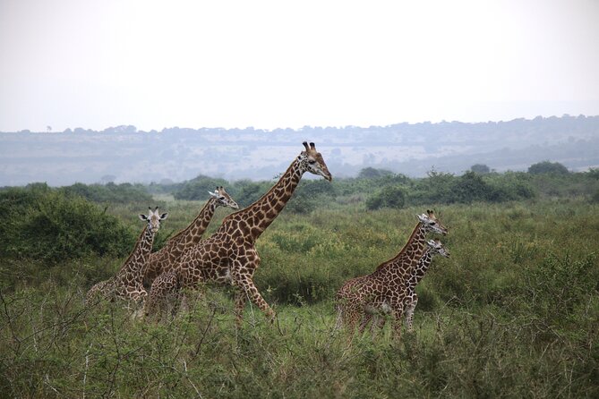 Cool Share Day Akagera Game Drive, Daily Depart, Boat Ride, Lunch